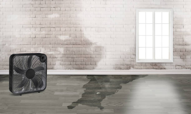 Best Sewage cleanup and water damage restoration  in Pepeekeo, HI