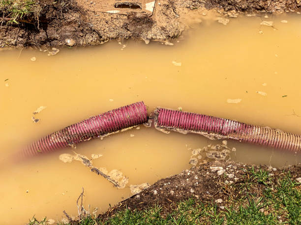 Best Professional water damage repair  in Pepeekeo, HI